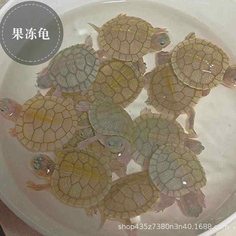 变异巴西龟黑化巴西龟白化巴西龟果冻龟焦糖龟金粉龟变异白化龟
