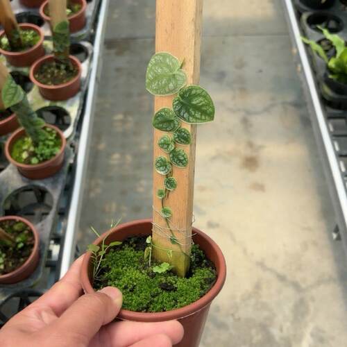 杜比亚龟背竹爬藤龟背攀爬植物爬墙植物室内室外网红ins风好养