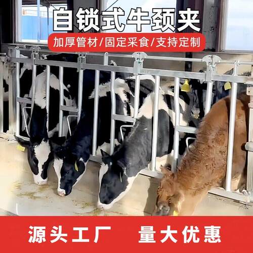 养牛厂自锁式牛颈枷双开活位奶牛场设备牧场热镀锌牛颈夹兽用