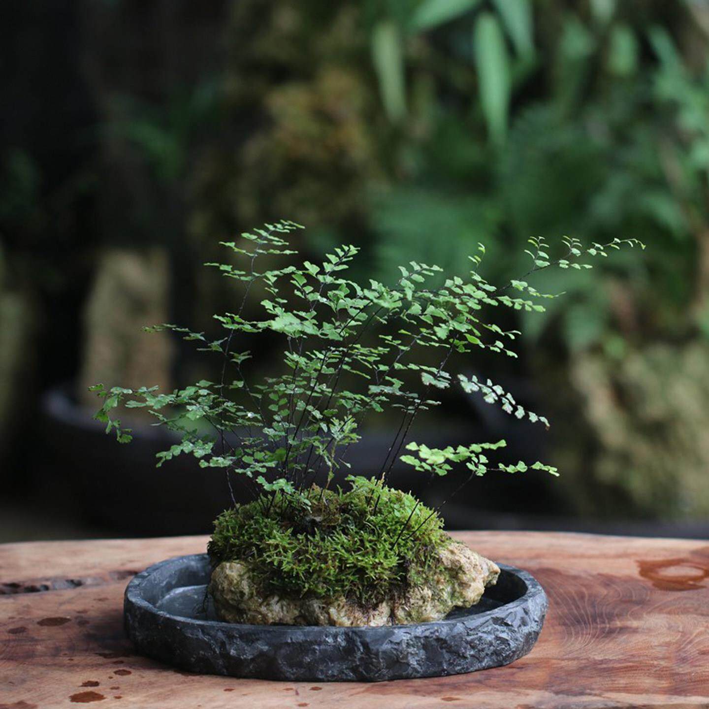 铁线 线蕨吸水石盆景 贵州耐水附石品种易种易养净化空气植物
