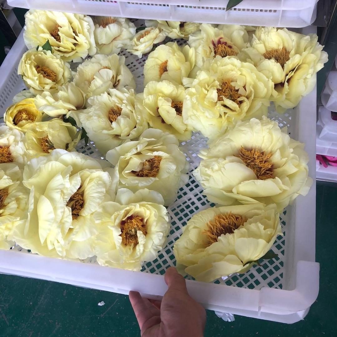 小型鲜花烘干机花瓣花朵烘干设备空气能热泵芍花烘干箱风干机