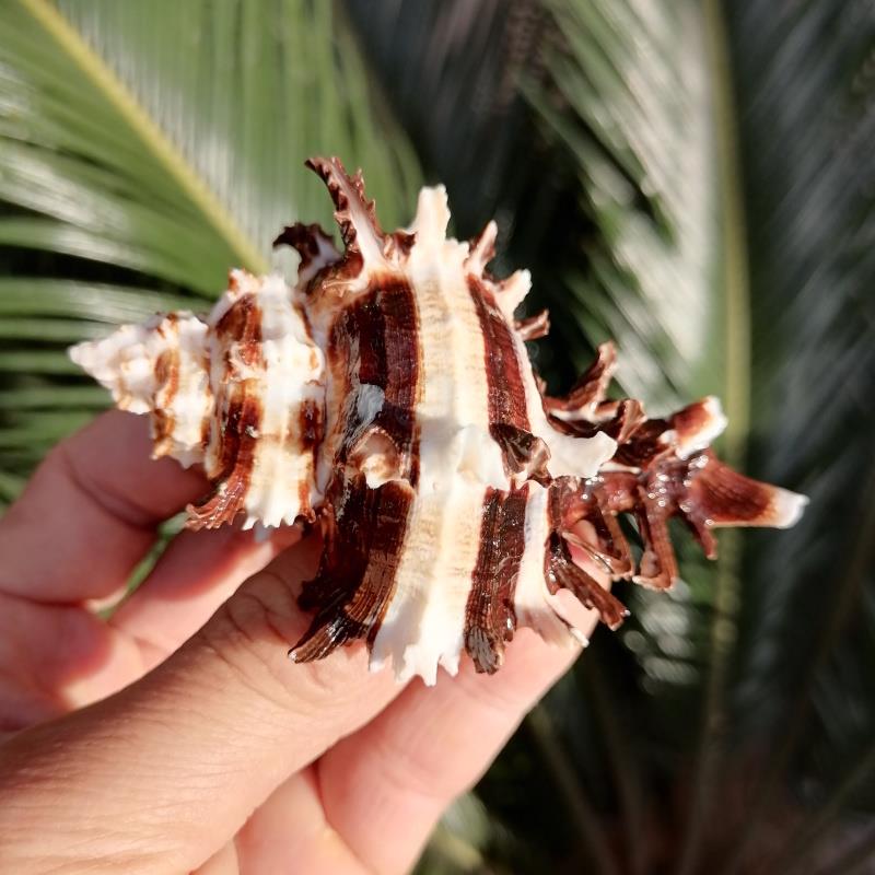 天然稀少海螺贝壳白条纹玫瑰千手螺骨螺创意鱼缸造景装饰收藏标本