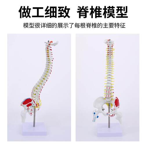 教学仿真骨骼45cm85cm脊柱脊椎模型带半腿骨模型1:1人体骨骼标本