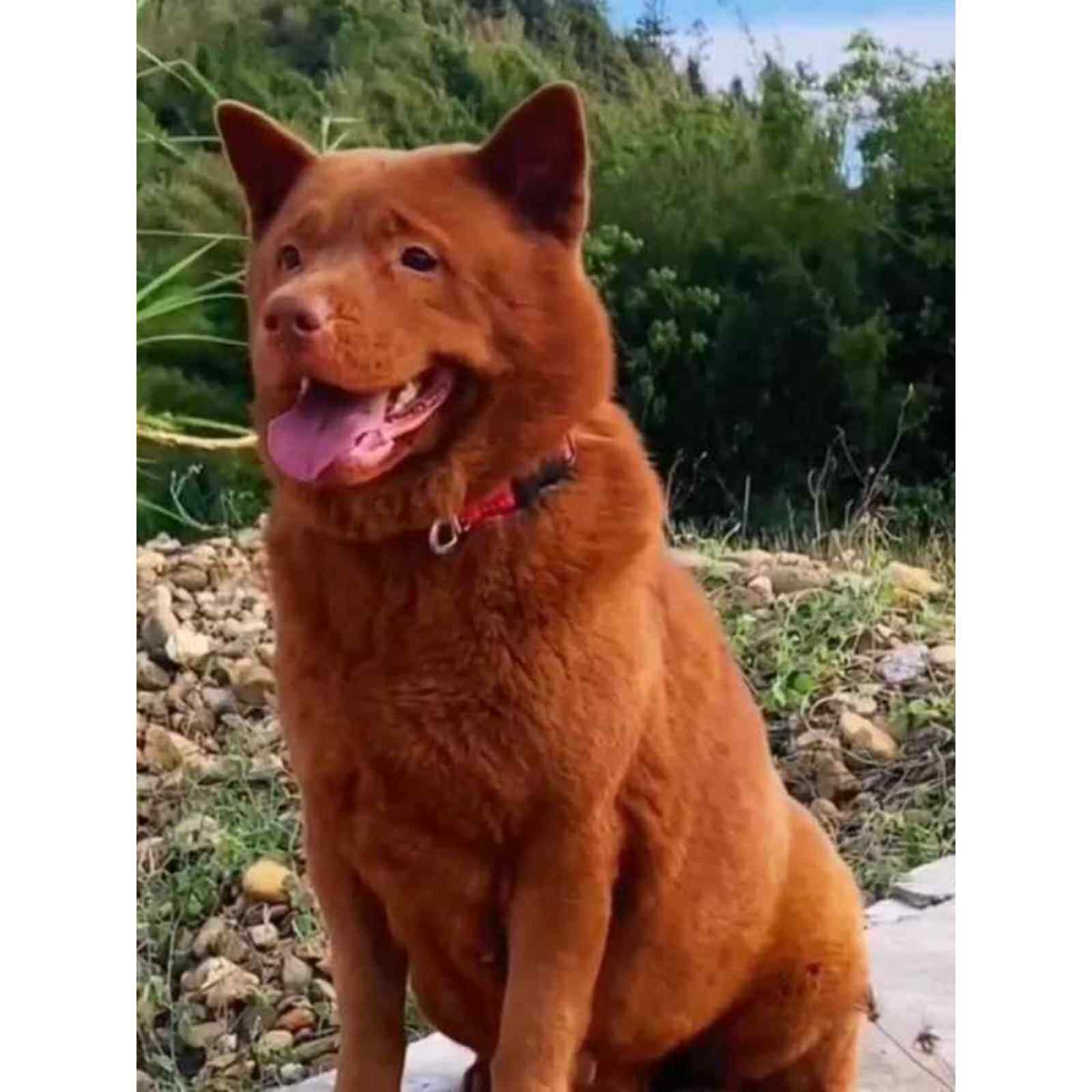 潮汕五红犬家养虎头狗活的幼犬虎斑狗狗红色土狗土猎犬中华田园犬