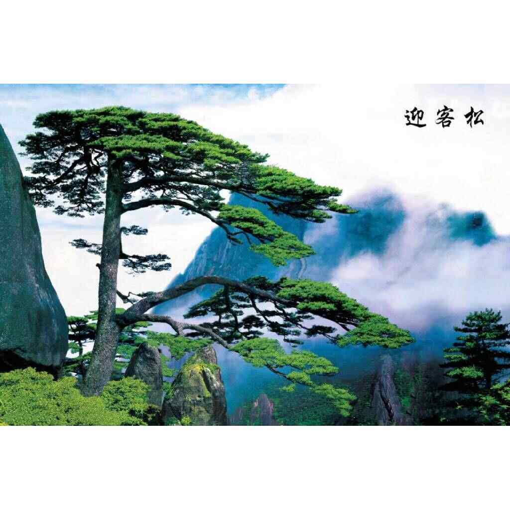 定制亚光自粘画过道墙贴客厅壁纸背胶自粘贴画迎客松自粘墙画包邮