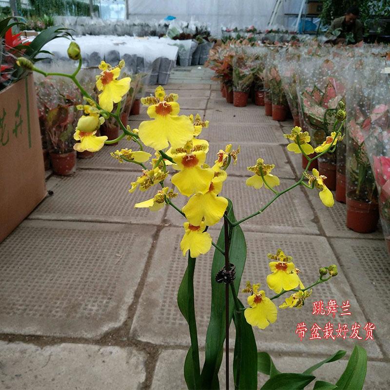 跳舞兰盆栽 室内兰花 办公室桌面小盆栽植物带盆栽好发货易活易养