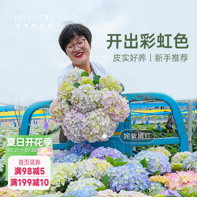 海蒂的花园大花绣球大苗魔幻革命逃跑新娘阳台庭院绣球花苗盆栽