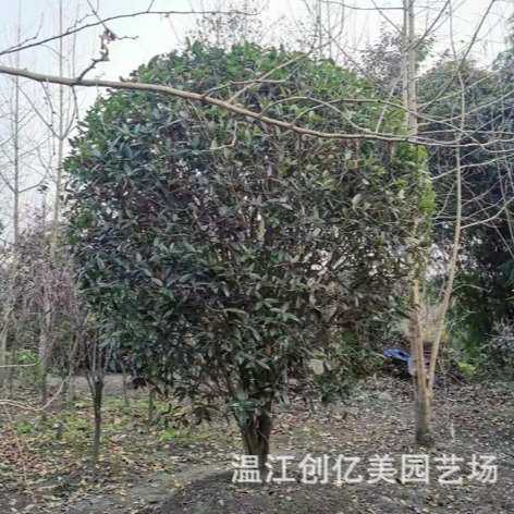 低分支桂花树桂花球笼桂高度1.5-2-2.5-3米