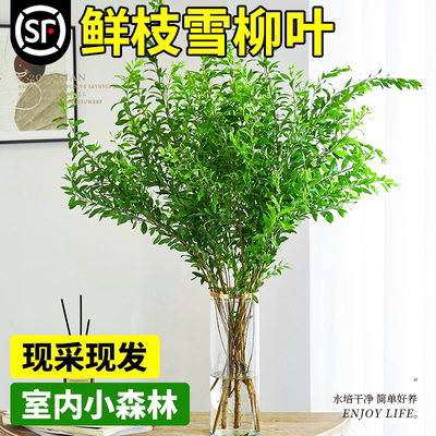 雪柳鲜枝带花苞鲜切雪柳叶水培植物室内好养活绿植高级感客厅摆件