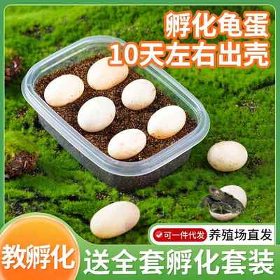 可孵化龟蛋孵化套装乌龟蛋受精蛋网红龟苗草龟儿童适合养的小宠物