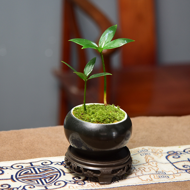 速发现货桌面绿植活体小盆栽植物迷你竹柏新中式盆景幸运树摆件高