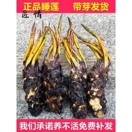 大睡莲水培植物大根块碗莲花卉室内好养四季开花水养池塘荷花盆栽