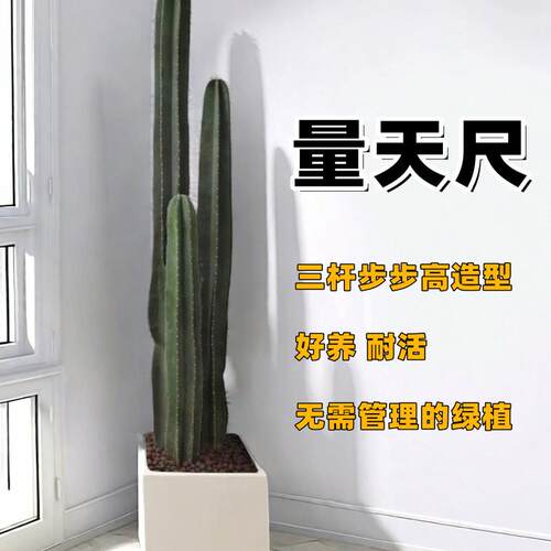 量天尺仙人柱盆栽室内客厅懒人植物大型室内耐旱真绿植好养仙人掌