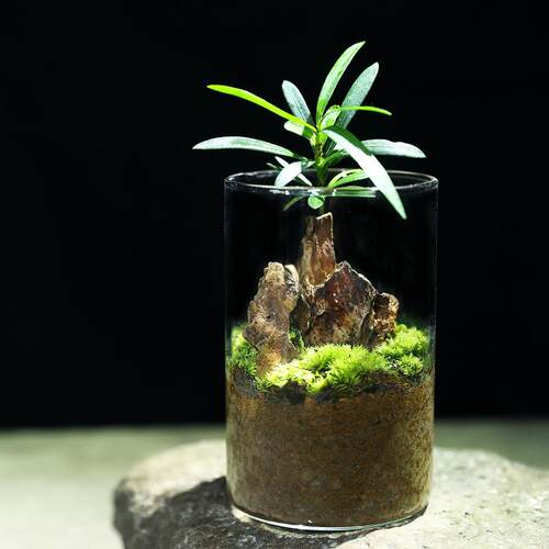 螃蟹生态缸罗汉松微景观绿植桌面创意摆件室内植物礼物爬宠缸成品