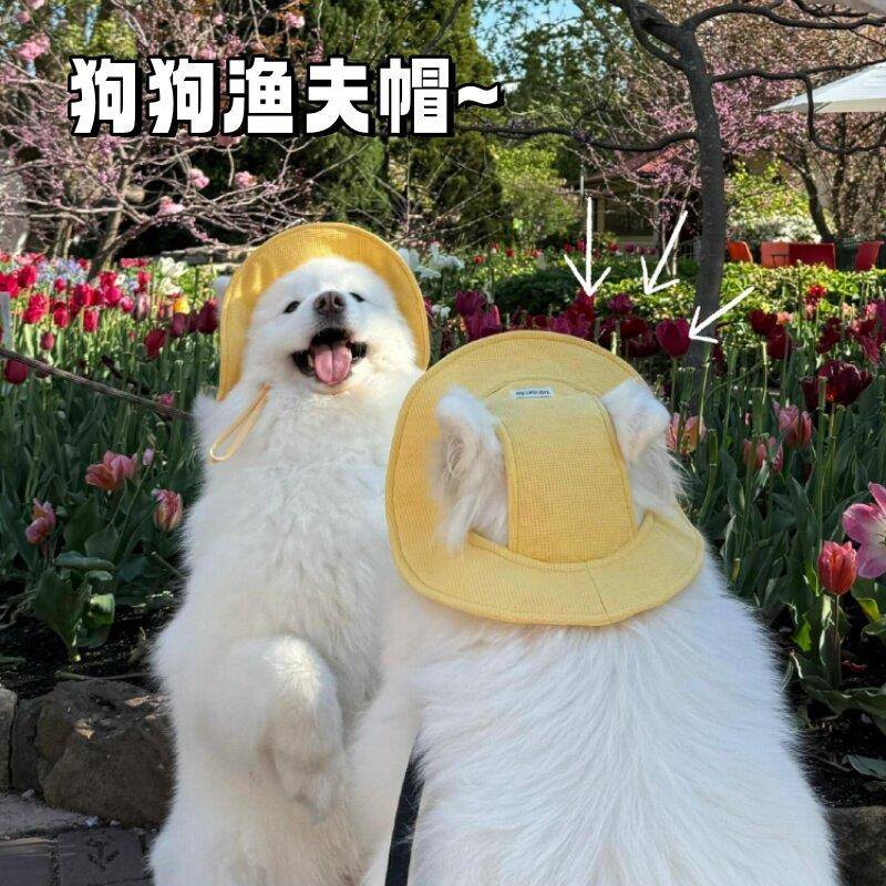 可爱狗狗渔夫帽子露耳朵春夏季宠物猫咪遮阳帽柯基金毛防晒小黄帽