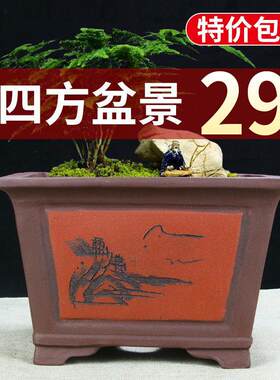 特大正方形紫砂兰花盆清仓包邮大四方绿植梅花树桩盆景专用陶瓷盆