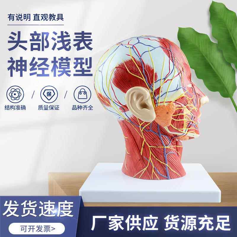 教学仿真头部浅表神经血管模型头部付脑血管神经标本面部肌肉结构