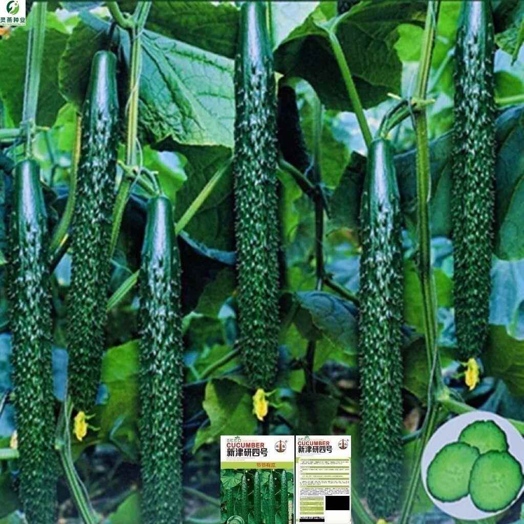 津研四号搭架黄瓜绿种子绿皮绿瓤甜脆嫩黄瓜节节有瓜绿刺黄瓜种土