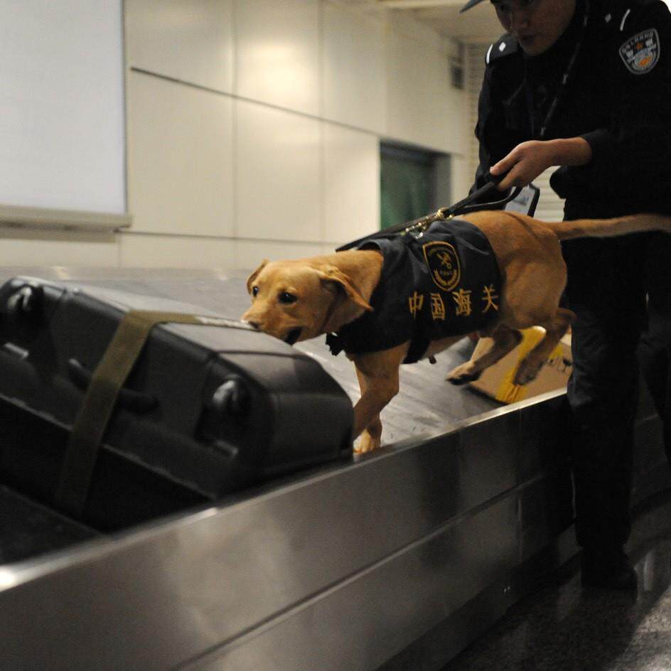 警犬训犬专用不锈钢耐用环形斜面跑步机100