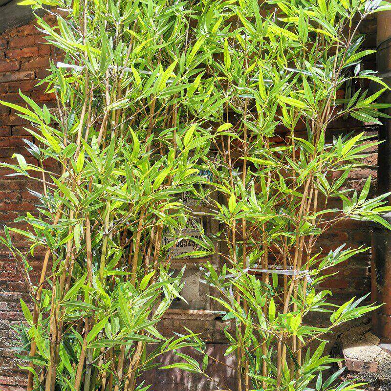 彷竹装饰隔断屏风彷竹绿色植物天然细毛竹园林装饰庭院园林绿化彷