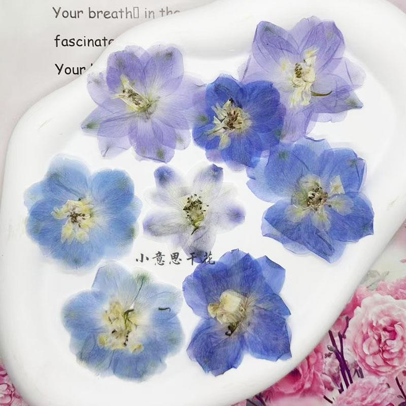 大飞燕花 千鸟花滴胶干花压花真花手机壳diy相框手工押花植物标本
