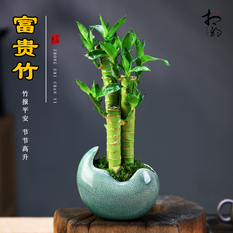 富贵竹盆景室内中式植物盆栽节节高植物办公茶室书房绿植好养送礼