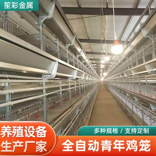 全自动青年鸡笼H型多层养殖用自动输送和分配上料系统设备鸡笼
