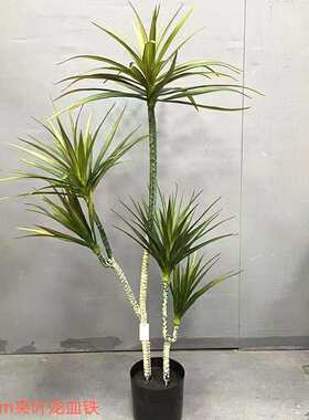 仿真绿植龙血铁落地植物荷兰铁线铁盆栽室内客厅铁树盆景摆件