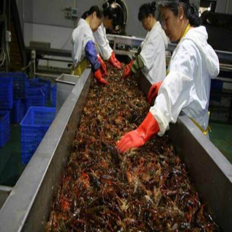 供应小龙虾超声波清洗机 麻辣小龙虾清洗蒸煮生产线龙虾加工设备