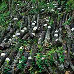 银耳青川椴木白木耳食用菌特产干货无根木耳糯耳一烧即糯青川银耳