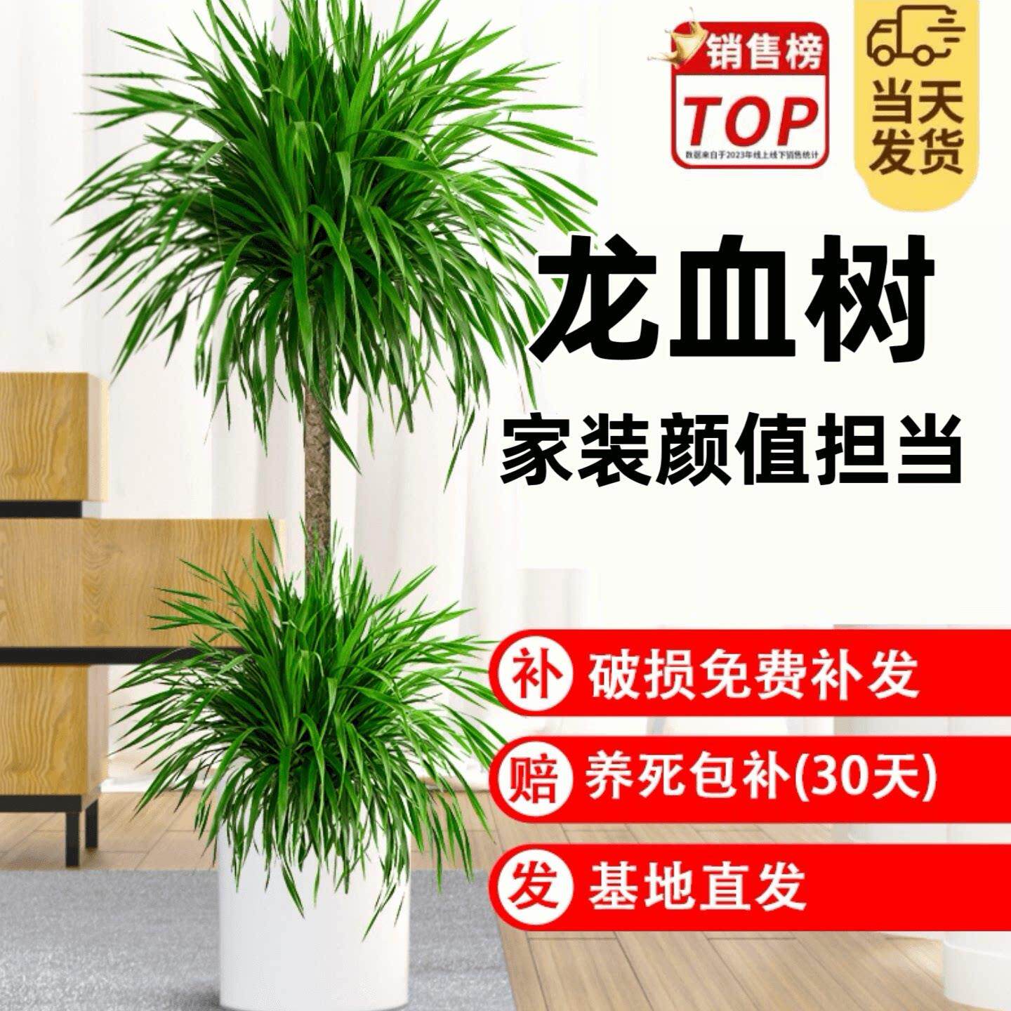 龙血树盆栽绿植室内大型客厅大盆景真花龙铁龙须树办公室植物两层
