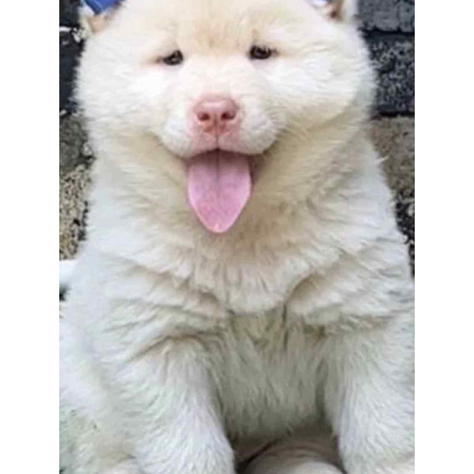 广西虎斑黄土猎正宗广西土猎犬赶山犬看家护院犬虎斑犬田园犬五黑