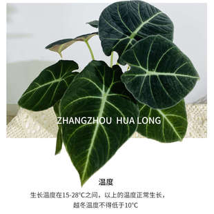 耐阴好养轻奢摆件 黑天鹅绒海芋植物盆栽客厅入户玄关绿植小苗四季