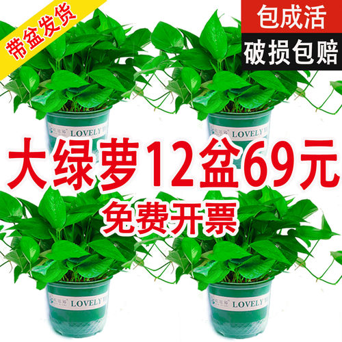 绿萝盆栽室内客厅绿植净化空气