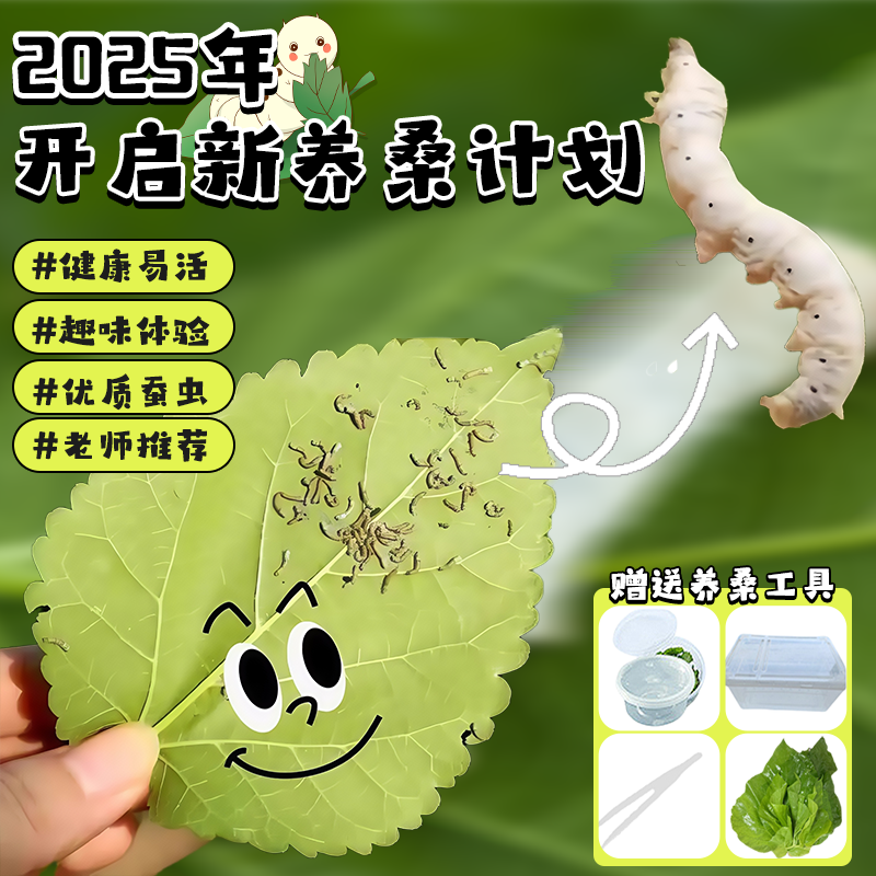 蚕宝宝学生养蚕套装蚕卵春蚕籽女孩玩具幼蚕观察饲养盒箱新鲜桑叶
