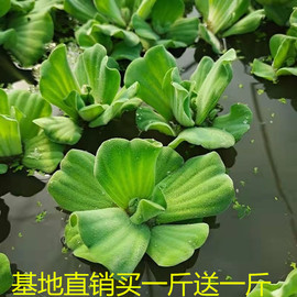 水芙蓉浮萍水草大薸水生植物水养，净化水池塘，漂浮绿色淡水迷你造景