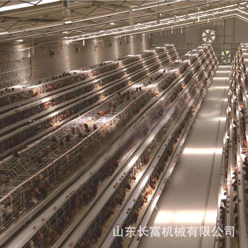 鸡笼层叠式型养鸡设备养立式H自动ICC蛋鸡笼多层殖清粪鸽子笼鹌鹑