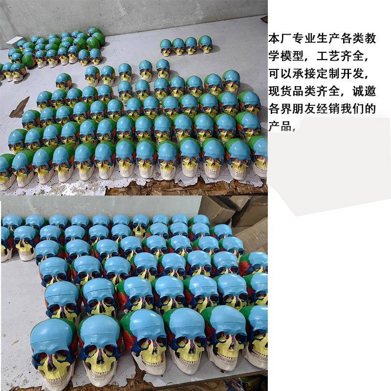 小白头人体骨骼解剖教学模型下巴可活动3部件1/2白色小头骨模型