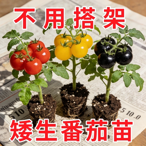 爆满盆矮生樱桃番茄苗阳台盆栽