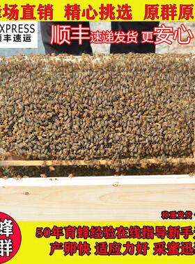 中蜂蜂群带王蜜蜂活体养殖带子脾阿坝蜂王带蜂箱中华土蜂出售笼蜂