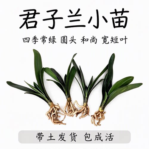 君子兰小苗带土发货包成活