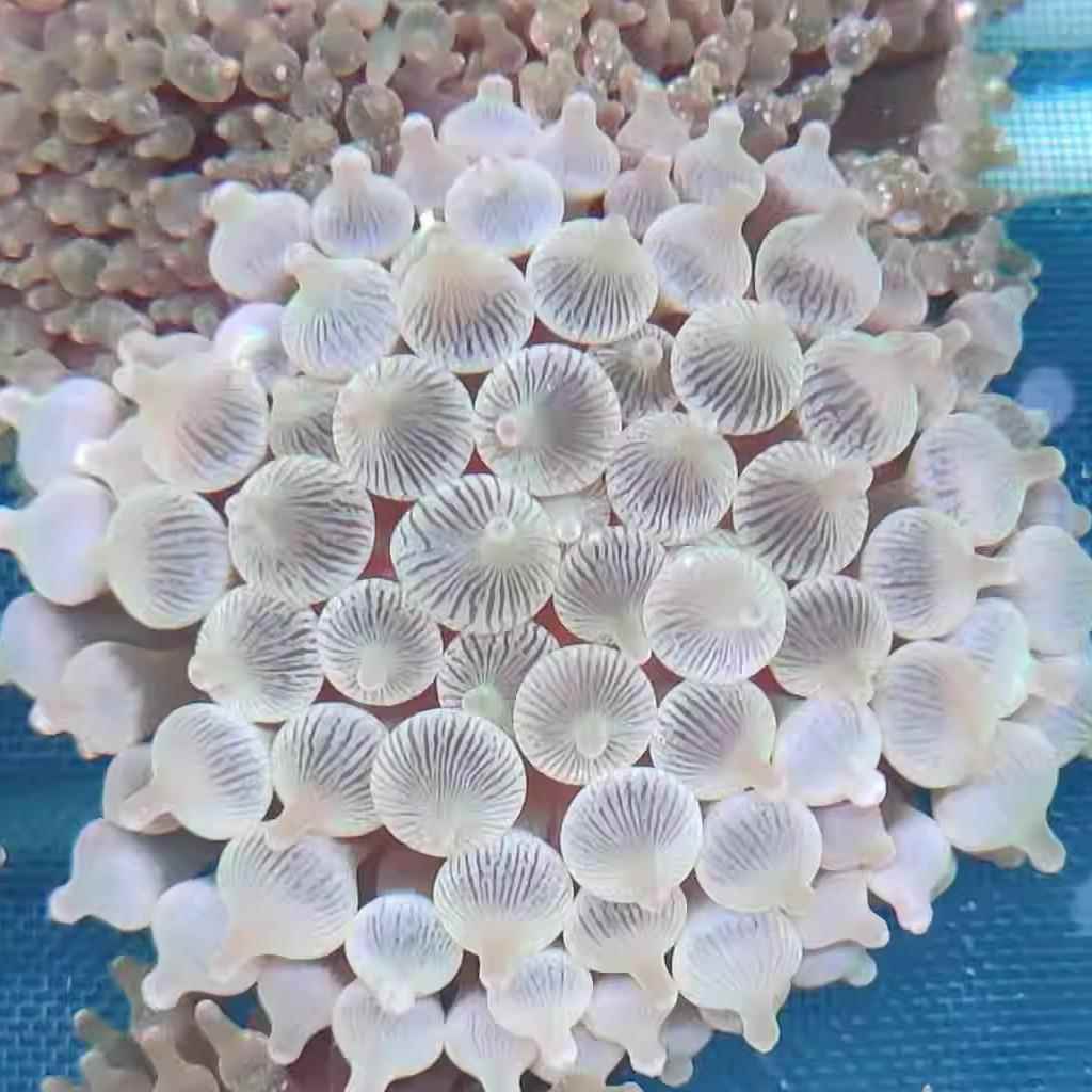 海葵活物奶嘴海葵海缸水族软体LPS珊瑚海葵好养小丑鱼共生伴侣雪