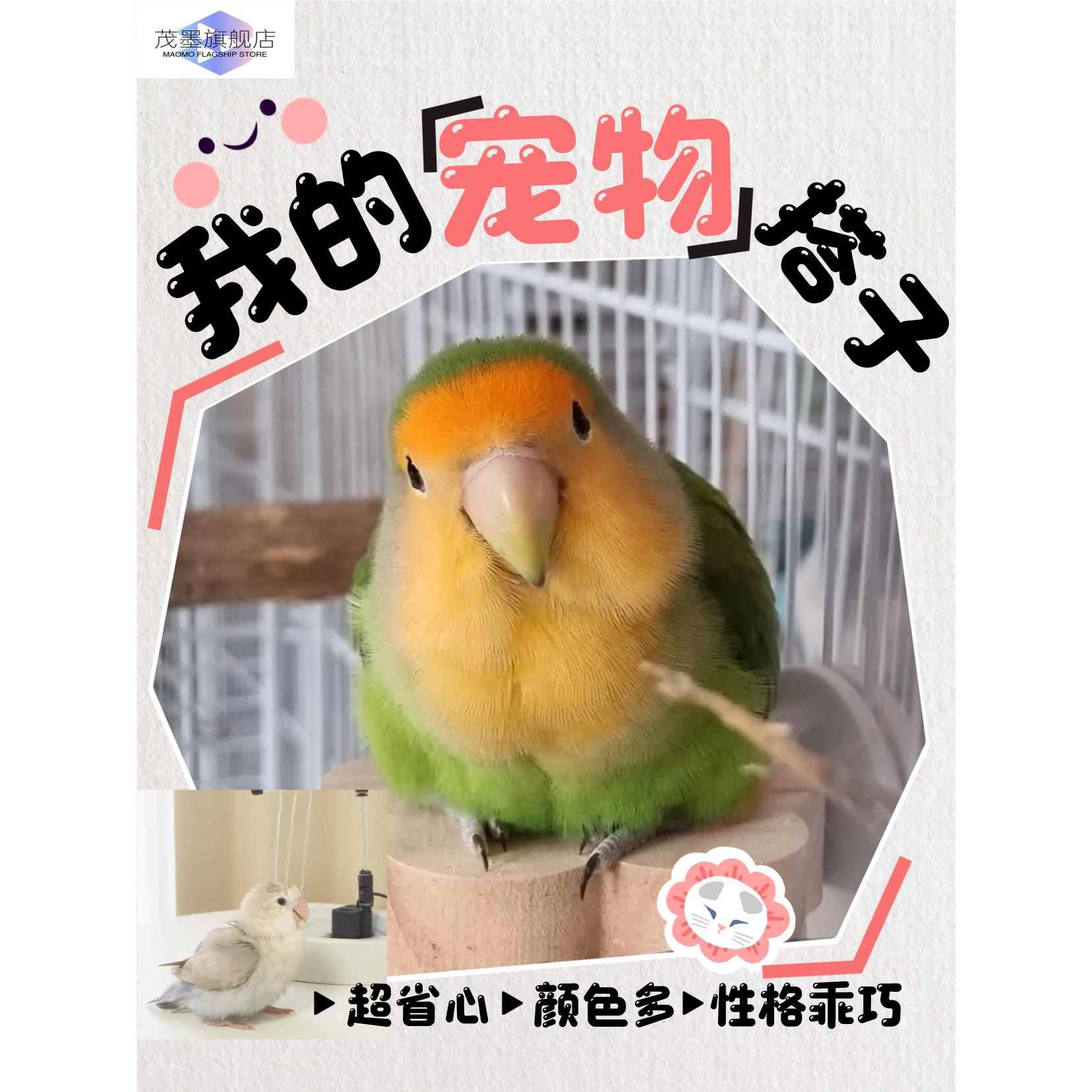 鹦鹉活鸟一公一母纯手养高端牡丹粘人活幼鸟会说话雏鸟断奶宠物小
