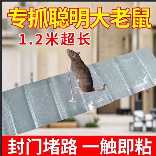 强力粘鼠板抓粘大老鼠贴胶捕鼠老鼠神器克星家用大号灭黏沾鼠