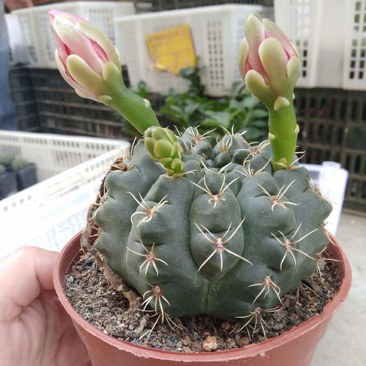 多肉植物仙人球 约7-9cm 裸根 实生绯花玉 花卉盆栽绿植仙人