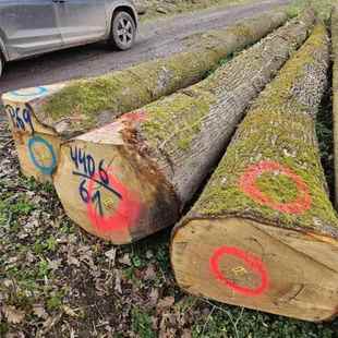 欧洲橡木实木原木进口白橡欧橡圆木板料木板木材板材家具材原料