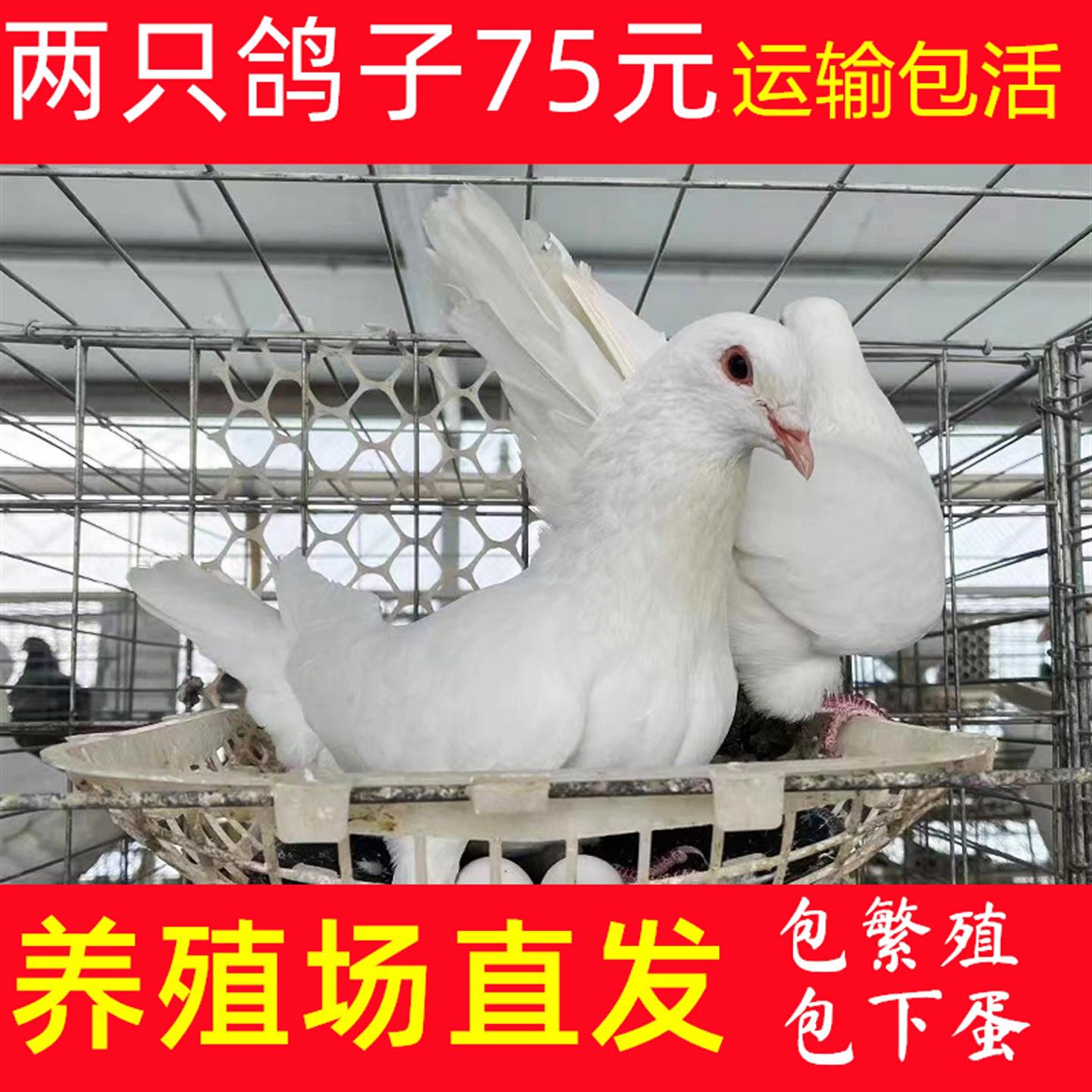 鸽子活一对青年肉鸽散养土鸽子银王种鸽子活体蛋鸽瓦灰信鸽子活物