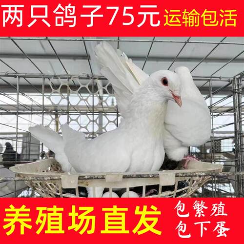 鸽子活一对青年肉鸽散养土鸽子银王种鸽子活体蛋鸽瓦灰信鸽子活物