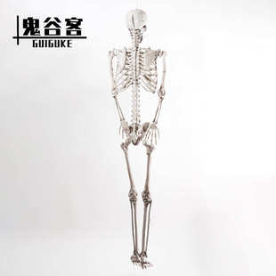 万圣节骷髅骨架仿真热销塑鬼屋密室道具165cm人体骨架装 饰