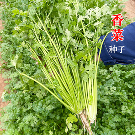 香菜种子耐热四季芫荽，种籽露天基地用阳台蔬菜，盆栽小菜园种植套装